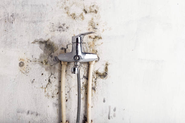 Best Preventive Mold Services in Gold Beach, OR