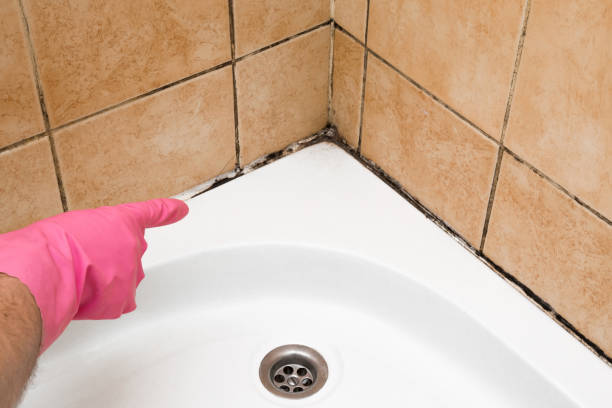 Best Residential Mold Remediation in Gold Beach, OR