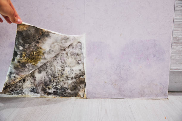 Best Kitchen Mold Remediation in Gold Beach, OR